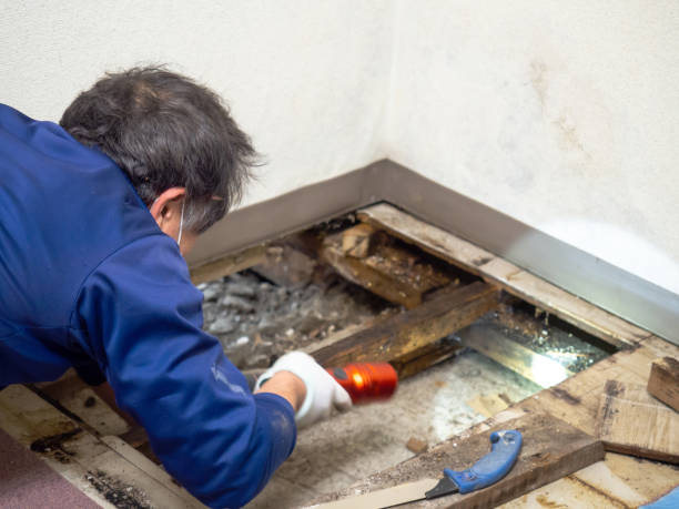 Best Mold Removal Company Near Me  in Bettendorf, IA