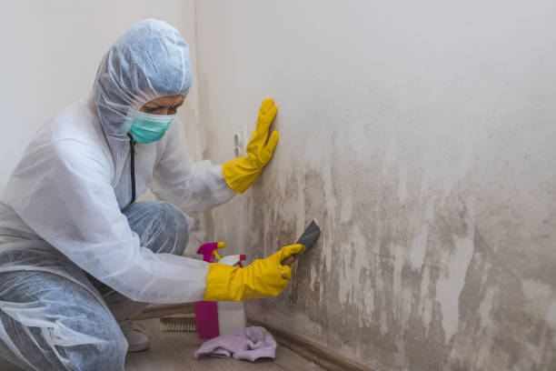 Mold Removal Process in Bettendorf, IA