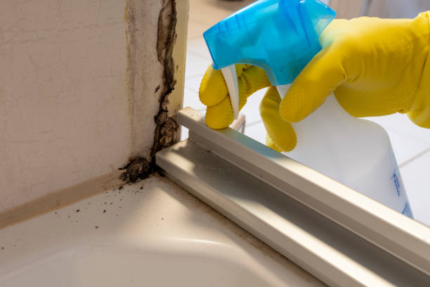 Best Home Mold Removal  in Bettendorf, IA