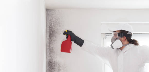 Best Mold Testing  in Bettendorf, IA