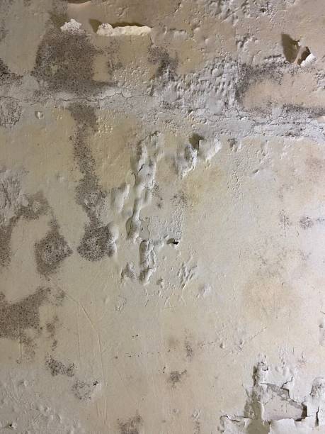 Best Same-Day Mold Removal  in Bettendorf, IA
