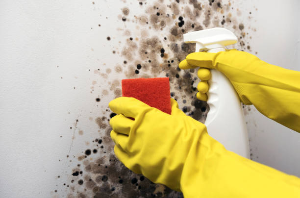 Best Mold Removal Process  in Bettendorf, IA