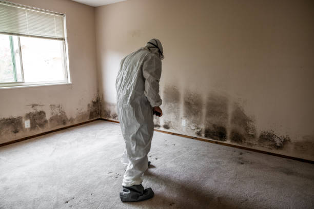 Best Professional Mold Removal  in Bettendorf, IA