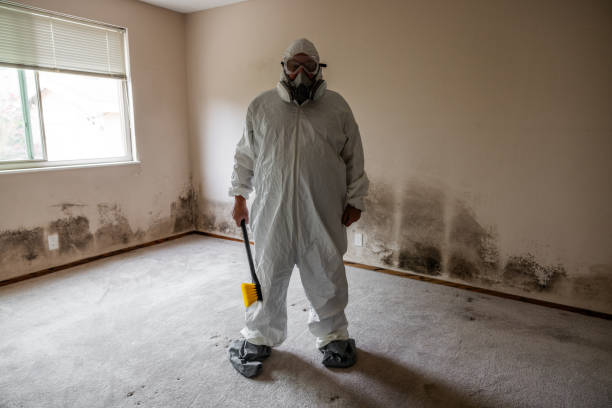 Best Local Mold Removal Service  in Bettendorf, IA