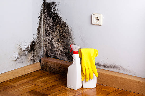 Best Mold Testing  in Bettendorf, IA