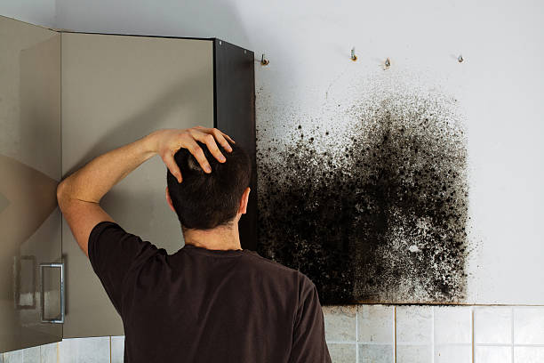 Best Mold Remediation  in Bettendorf, IA
