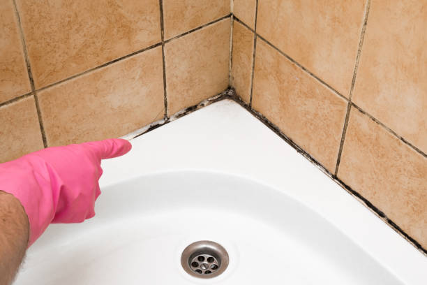 Office Mold Removal Services in Bettendorf, IA