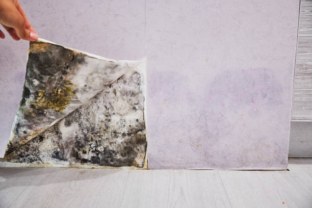 Best Mold Remediation  in Bettendorf, IA